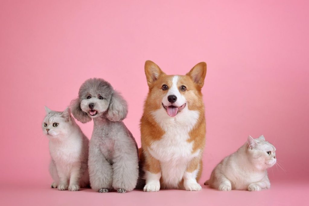 Tips for Training & Grooming Your Pet